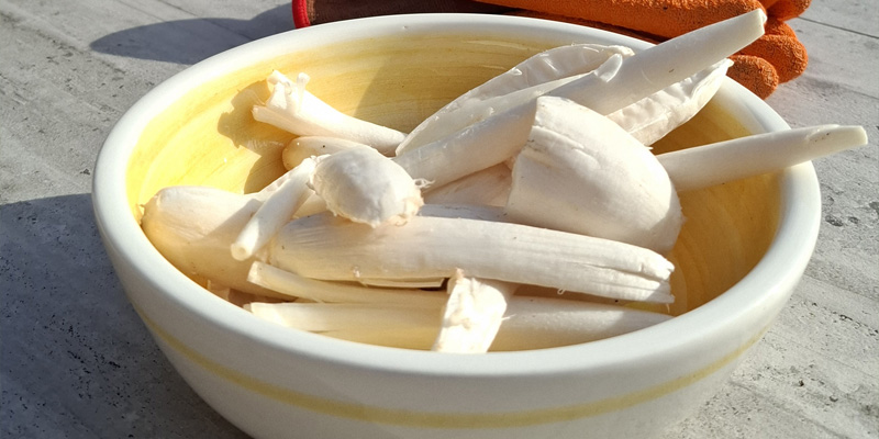 champignon coprin chevelu 1 - Le Coprin chevelu