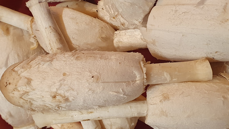 champignon coprin chevelu - Le Coprin chevelu