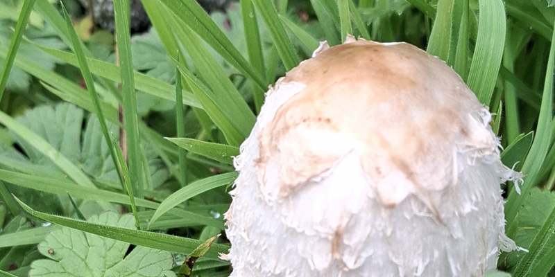 coprin chevelu - Le Coprin chevelu