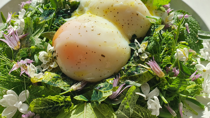 l oeuf un super aliment 1 - Kaki croque la vie
